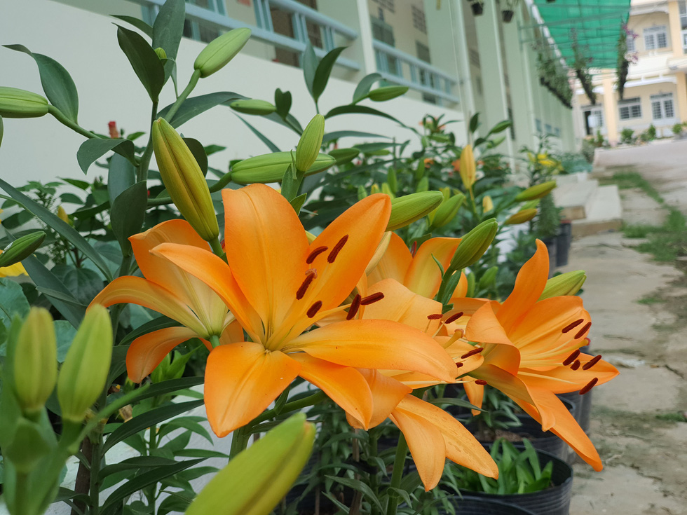 Độc[-]đáo[-]ngôi[-]trường[-]thầy[-]trò[-]trồng[-]đầy[-]bắp[-]cải,[-]rau,[-]hoa